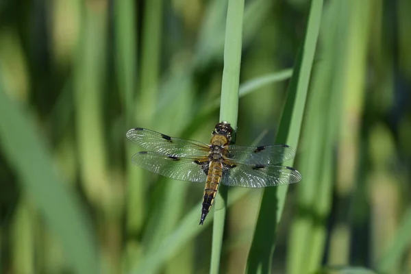 Vier Spot Dragonfly Reed — Stockfoto