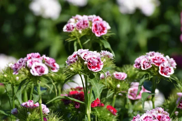 Blomma Växer Med Sweet William — Stockfoto