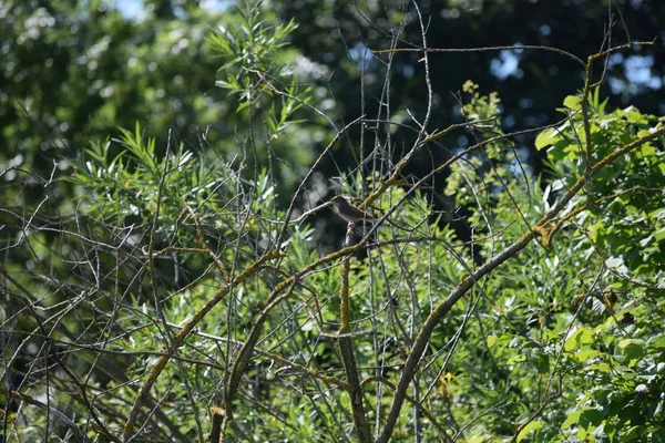 Jardim Warbler Ramo Ressequido — Fotografia de Stock