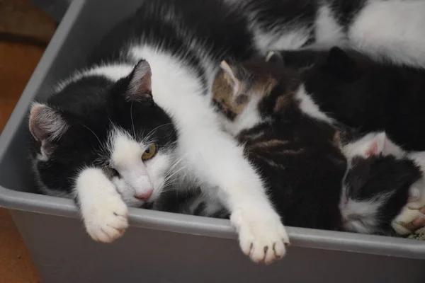 Кошачья Мама Своими Младенцами — стоковое фото