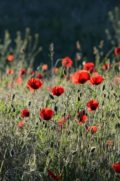 sabah güneşin haşhaş
