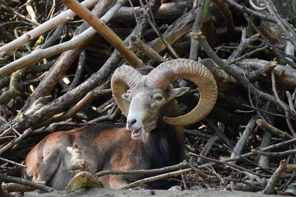 Velho Mouflon Frente Uma Pilha Madeira — Fotografia de Stock