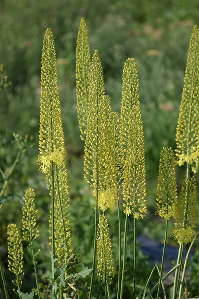 大草原のろうそくの最初の花 — ストック写真