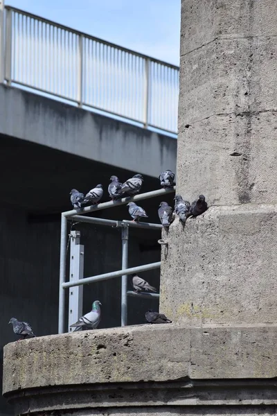 足場に多くの鳩 — ストック写真