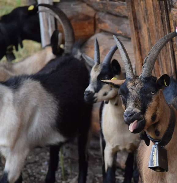 Goats One Bell — Stock Photo, Image