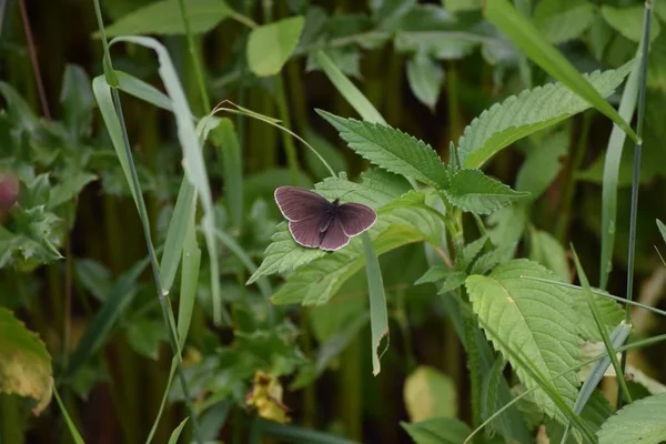 Ringlet Sur Une Ortie — Photo