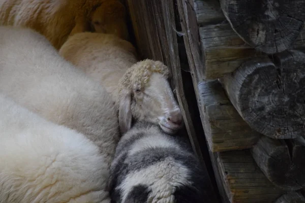 Овцы Собираются Убежище Дождем — стоковое фото