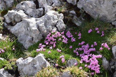 Dağlarda buzul karanfili