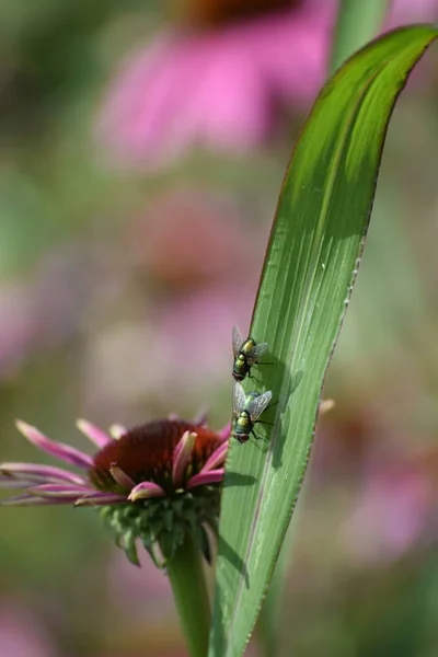 Two Flies Seem Sliding Leaf — Stock Photo, Image