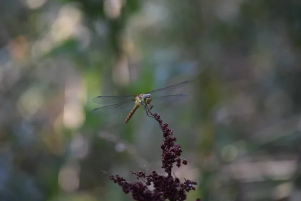 Velký Dragonfly Sorrel — Stock fotografie