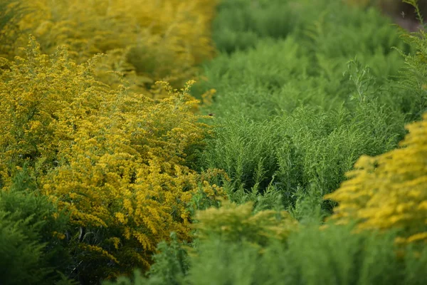 Giant Goldenrod Field — Stock Photo, Image