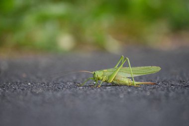 Bir Yaya yolunda Locust