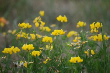 Yaz ortasında boynuz yonca çayır