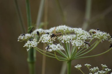 Meadow hogweed üzerinde tarla eşek birası