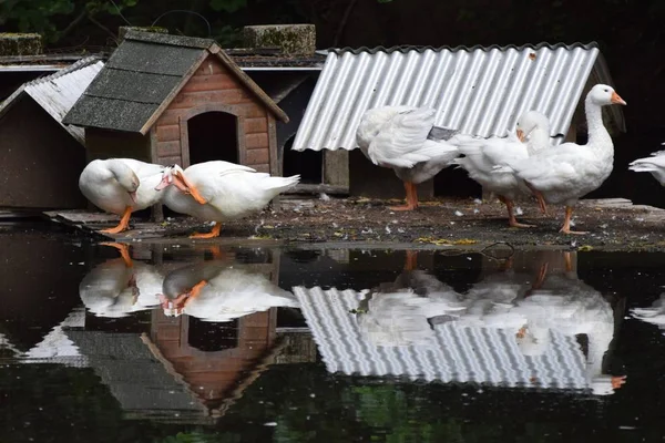 Sous Surveillance Nettoyage Des Canards — Photo