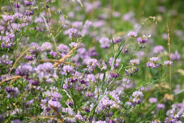 Vetch Corona Colorido Plena Floración —  Fotos de Stock