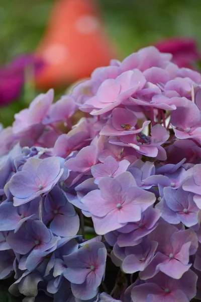 Двухцветная Hydrangea Мухой Agaric Фоновом Режиме — стоковое фото