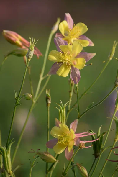 Vacker Tvåfärgad Columbine — Stockfoto