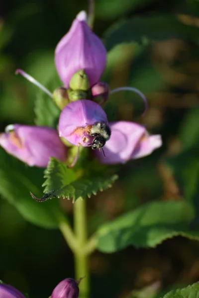 Graue Sandbiene Einer Blüte — Stockfoto