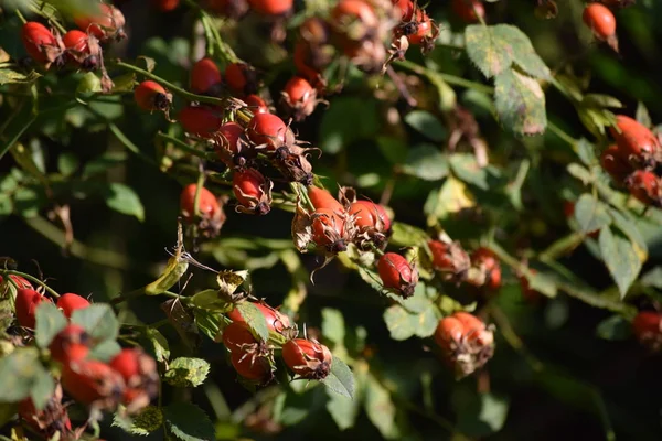 Rosehip Shrub Sunshine — Stock Photo, Image