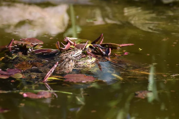 Lily Pads Birkaç Deniz Kurbağaları — Stok fotoğraf