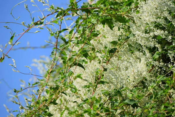 Una Hermosa Flor Knotweed Pleno Verano —  Fotos de Stock