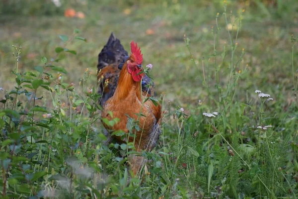 Horoz Bir Koku Örneği Alır — Stok fotoğraf