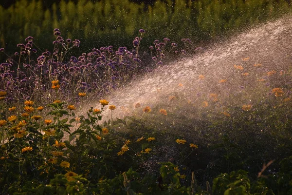 Водяний Струмінь Заводу Sprinkler Вдарив Квіти — стокове фото