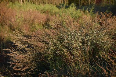 Akşam ışığında Pelin çalı