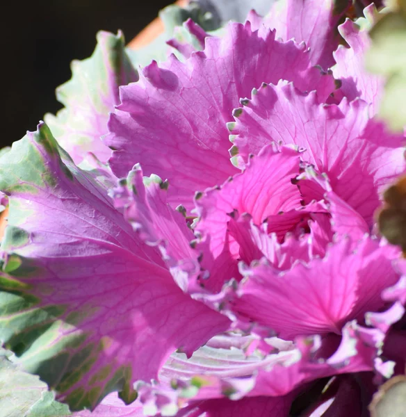 Colorido Repolho Ornamental — Fotografia de Stock