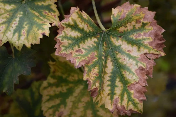 Withered Vine Leaf Vineyard — Stock Photo, Image