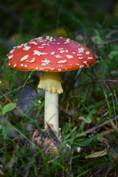 fairy-tale Fly agaric in the Forest
