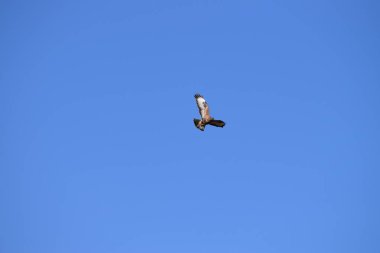 Mavi Gökyüzü 'nün önünde dururken şahin