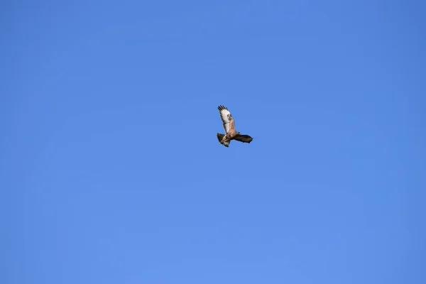 Buzzard While Stopping Front Blue Sky — Stock Photo, Image