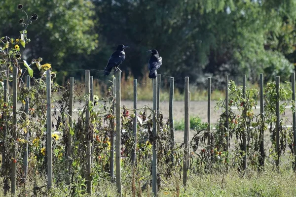 Domates Çubuğunda Iki Kale — Stok fotoğraf