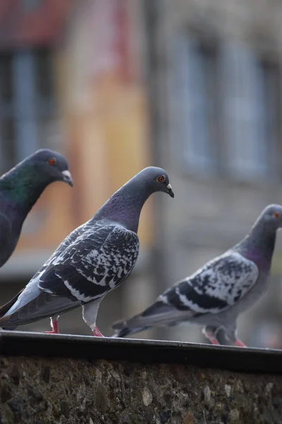 Regalo Observación Las Palomas Ciudad — Foto de Stock