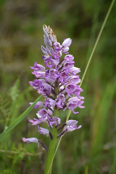 Tečkovaná Orchidej Pod Rychlostní Dráhou — Stock fotografie