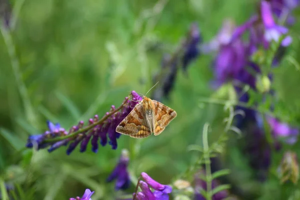 Burnet Companion Moth Bird Vetch — Stock fotografie