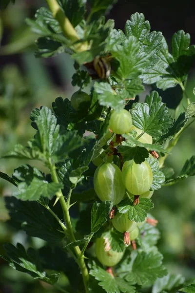 Gooseberry Bush Bears Fruit — Stock Photo, Image