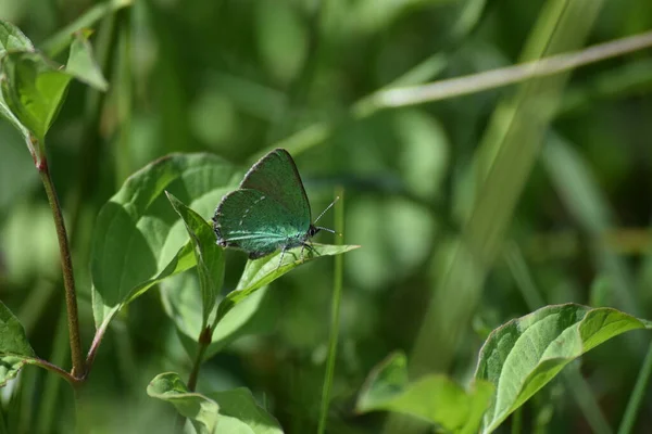 Hairstreak Verde Borboleta Uma Folha — Fotografia de Stock