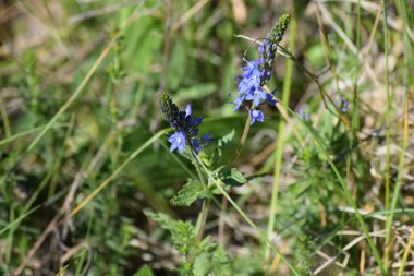 spiked Speedwell in the great Outdoors clipart