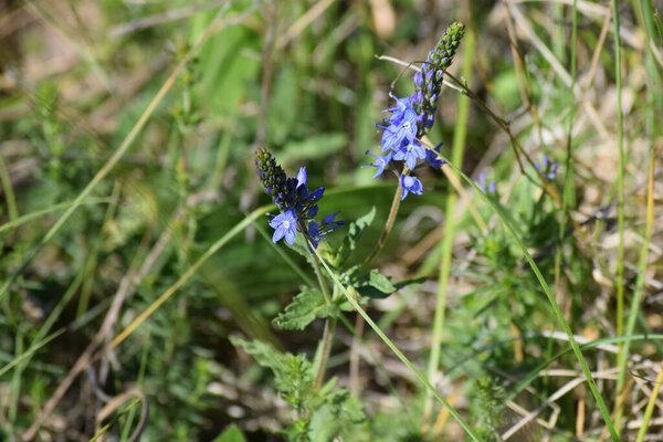 spiked Speedwell in the great Outdoors