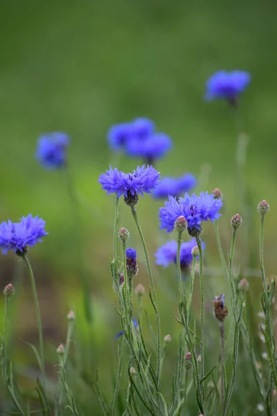 Mooie Korenbloem Een Weide — Stockfoto