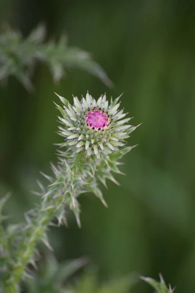 花蕾盛开的刺槐 — 图库照片