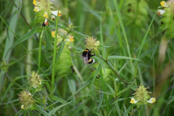 Aristate sarı çıngırağında yaban arısı