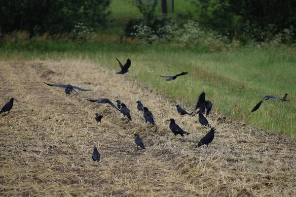 Rooks Estão Saqueando Campo — Fotografia de Stock