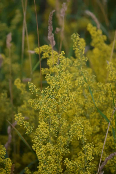 Akıntının Kıyısında Gerçek Bedstraw — Stok fotoğraf