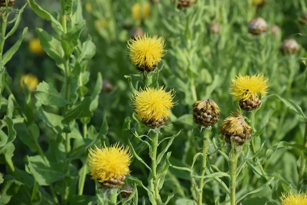 Campo Giallo Giant Knapweed — Foto Stock