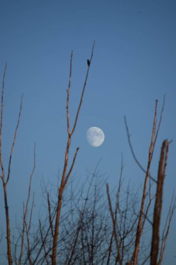 Görünüşe göre bir kuş Ay 'da çürüyor.