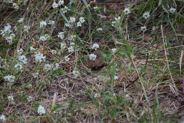 Souris Sous Une Fleur — Photo